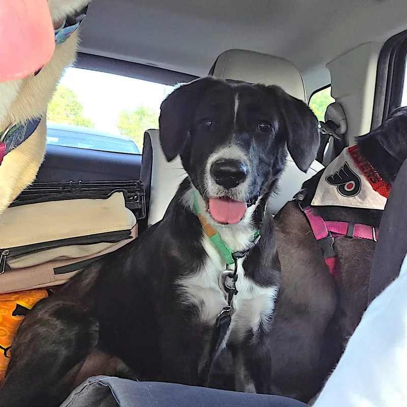 A baby medium-sized male Black Hound dog named Axle for adoption in Chatham, NJ