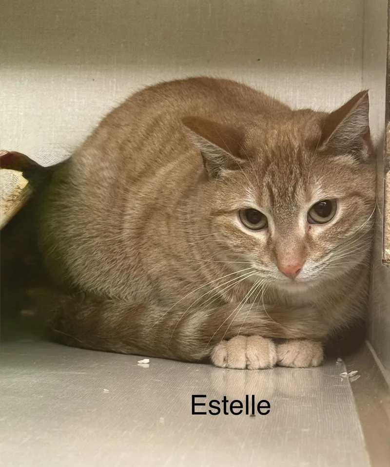 A young medium-sized female Orange / Red Domestic Short Hair cat named Estelle for adoption in Ulster, PA