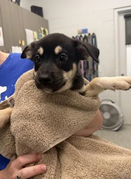 A baby small-sized male Black Mixed Breed dog named Rickon for adoption in Kansas City, MO
