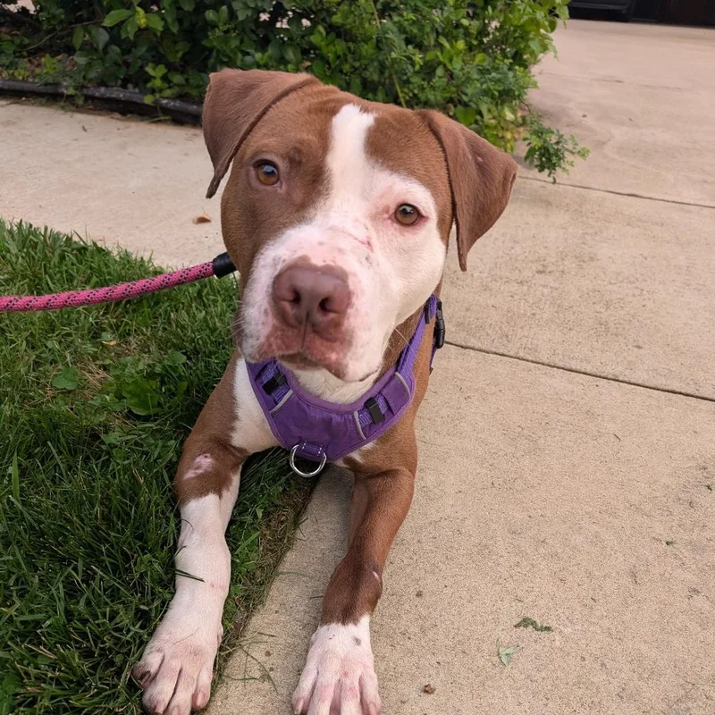 An adult large-sized male Brown / Chocolate American Bulldog dog named Wishbone for adoption in York, PA