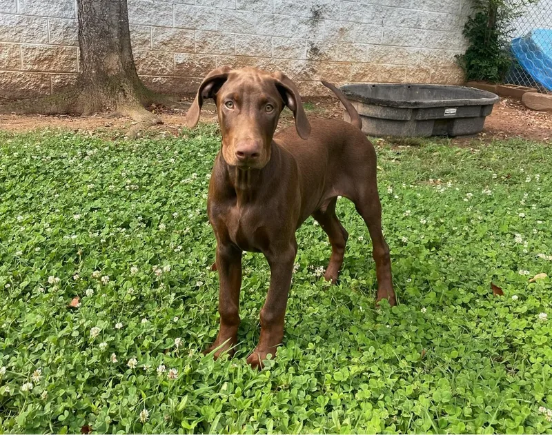 A baby medium-sized male Brown / Chocolate Doberman Pinscher dog named Zeus for adoption in Sautee Nacoochee, GA