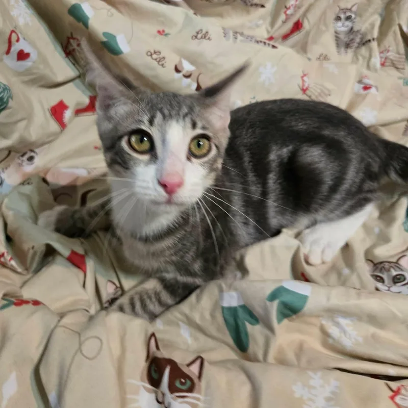 A baby medium-sized male Tabby (Gray / Blue / Silver) Domestic Short Hair cat named Sprout for adoption in Sewell, NJ
