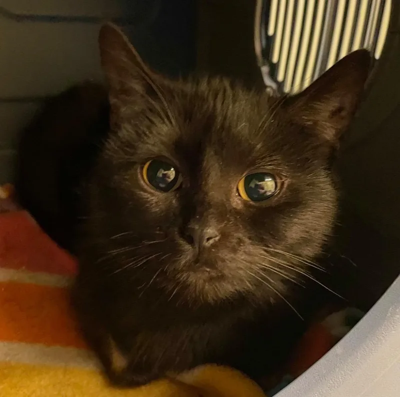 A baby medium-sized female Domestic Short Hair cat named Fran for adoption in Muskegon, MI