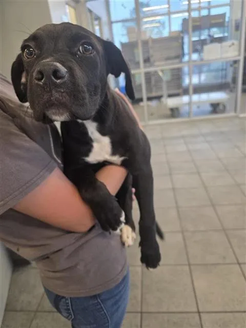 A baby small-sized male Great Dane dog named Dan for adoption in San Antonio, TX