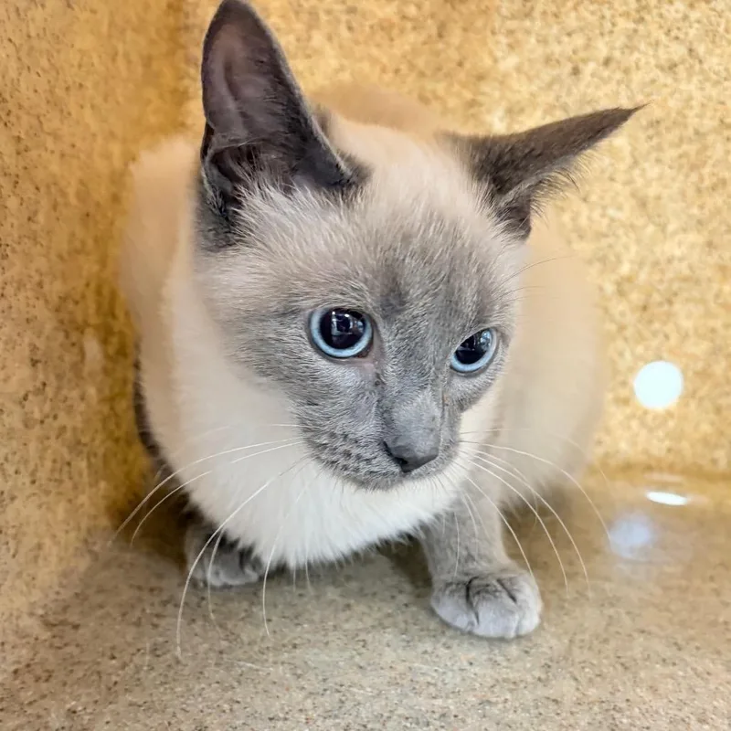 A young small-sized female Gray / Blue / Silver Domestic Short Hair cat named Lolli for adoption in Philadelphia, PA