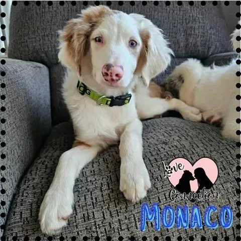 A baby medium-sized male Merle (Red) Australian Shepherd dog named Monaco for adoption in Gilbert, AZ