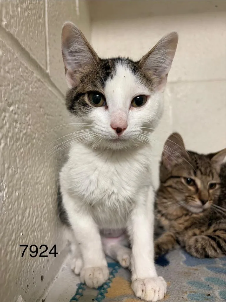A baby small-sized female Domestic Short Hair cat named Jade for adoption in Ada, OK