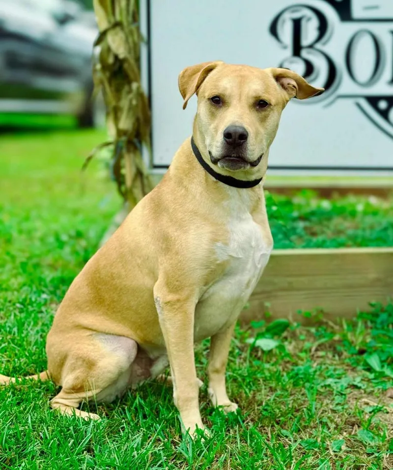 Guacamole Aka Scooby