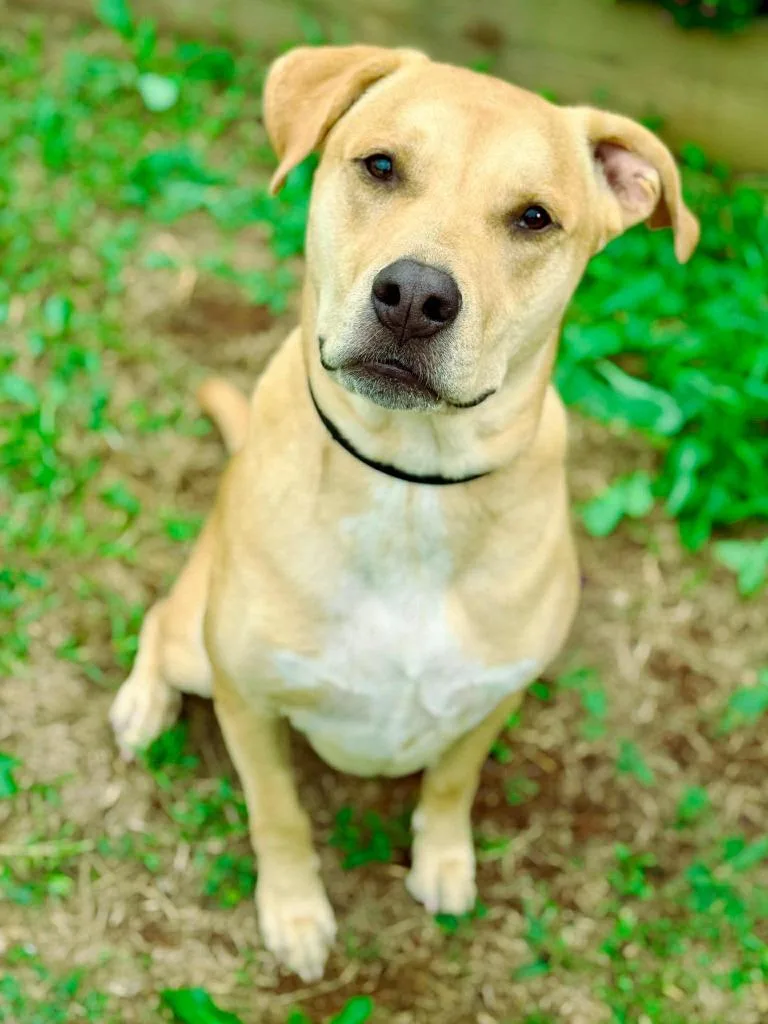 Guacamole Aka Scooby thumbnail 2