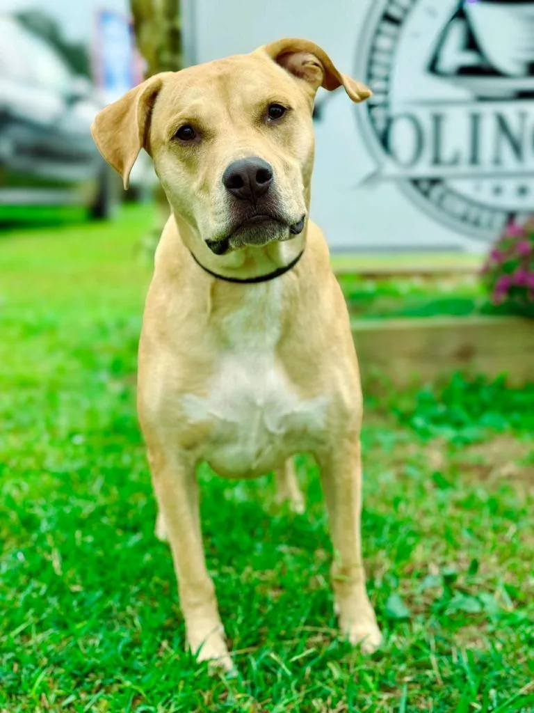 Guacamole Aka Scooby thumbnail 4