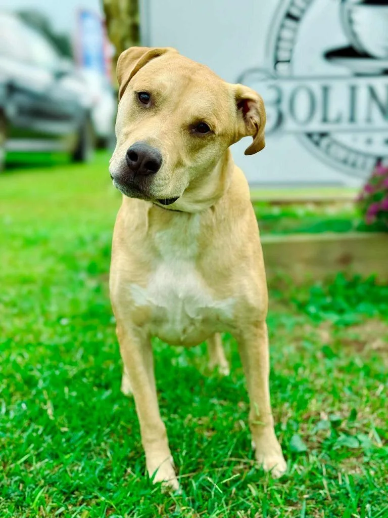 Guacamole Aka Scooby thumbnail 5