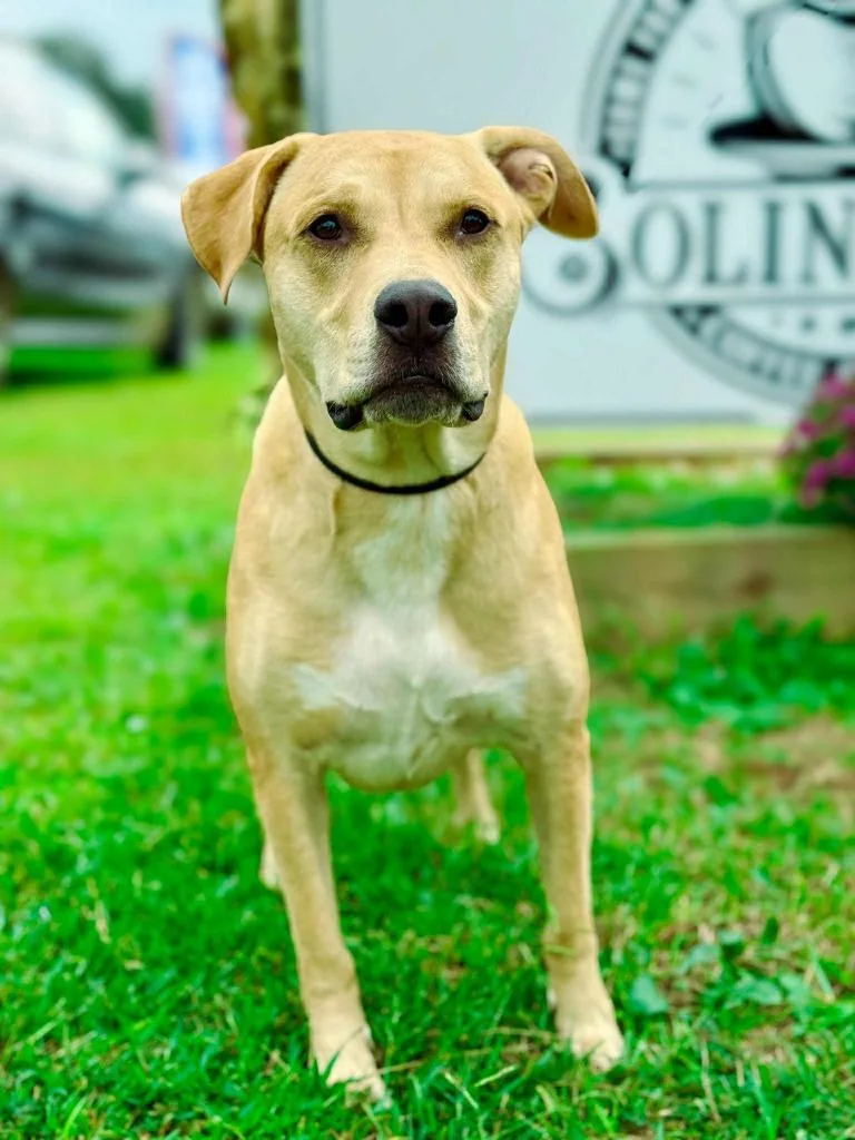 Guacamole Aka Scooby thumbnail 6