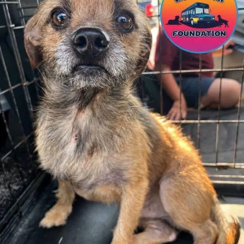 An adult small-sized male Border Terrier dog named KareBear for adoption in Edmond, OK