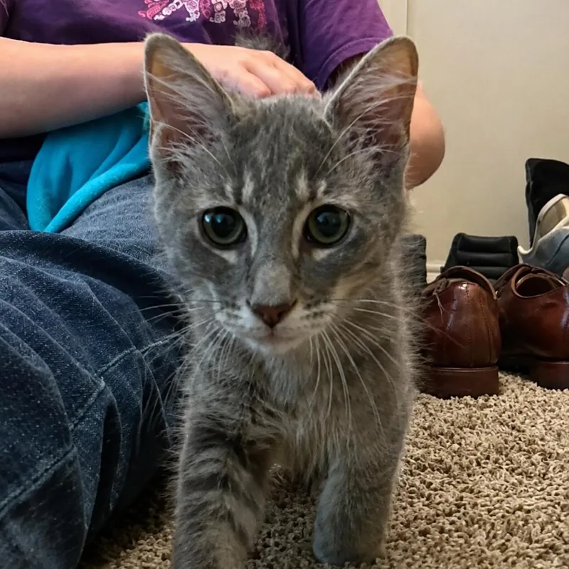 A baby small-sized female Gray / Blue / Silver Domestic Short Hair cat named Dasie for adoption in Missouri City, TX
