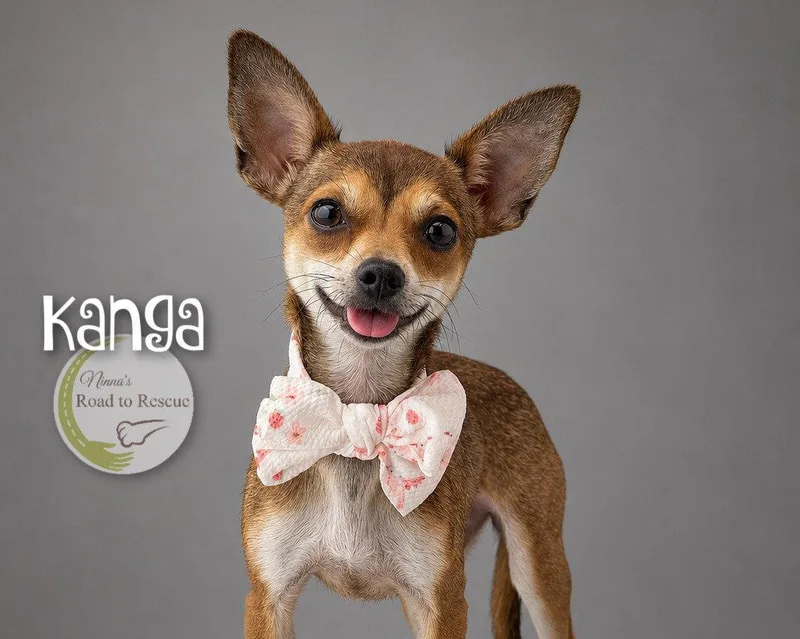 An adult small-sized female Chihuahua dog named Kanga for adoption in Benton, LA