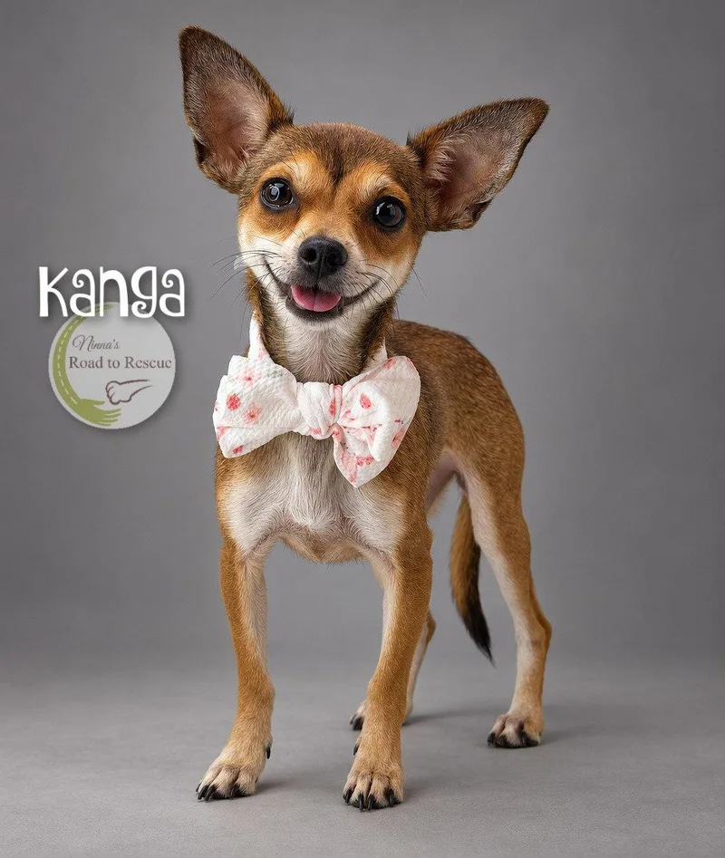 Kanga thumbnail 2