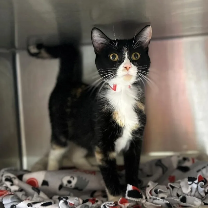 An adult medium-sized female Calico Domestic Short Hair cat named Wisteria for adoption in Hinsdale, IL