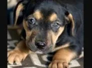 A baby medium-sized female Mixed Breed dog named Farrah for adoption in West Chester, PA