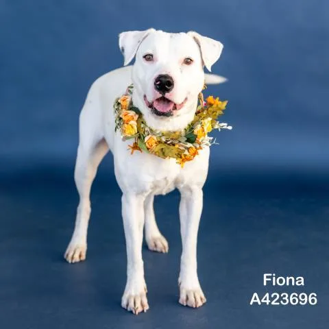 Fiona