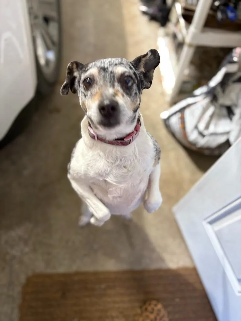 Daisy