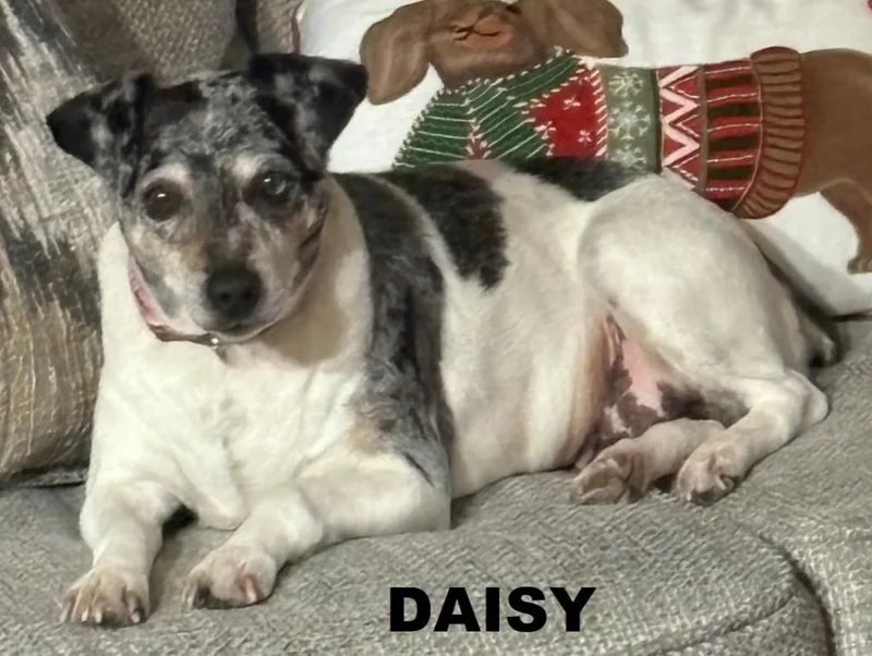 Daisy thumbnail 2