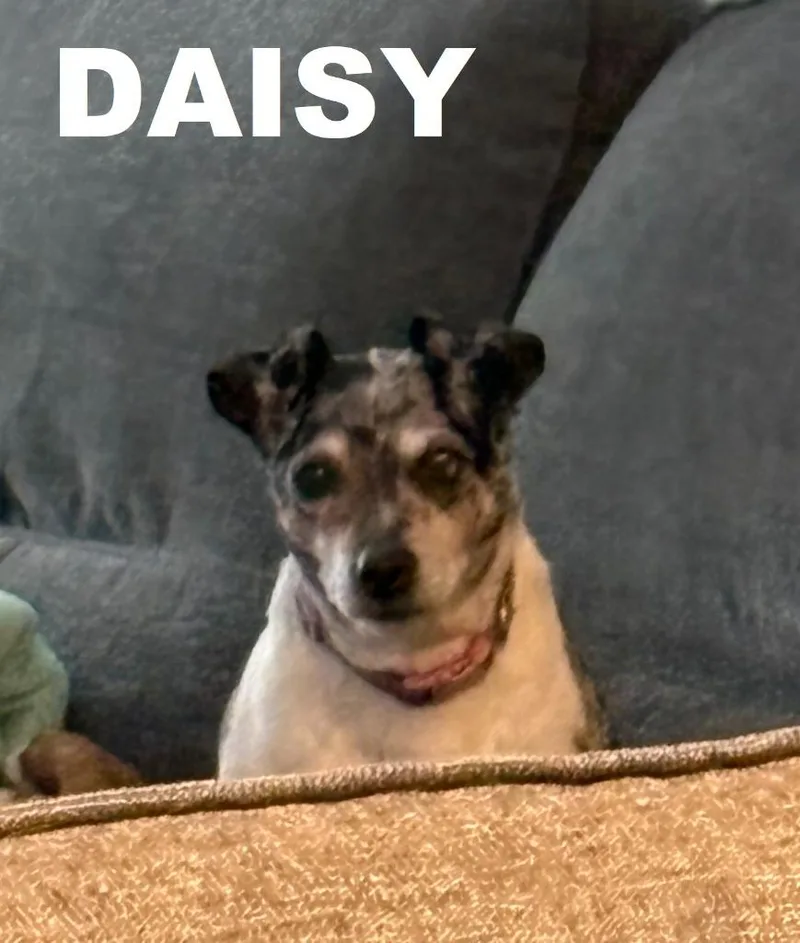 Daisy thumbnail 4