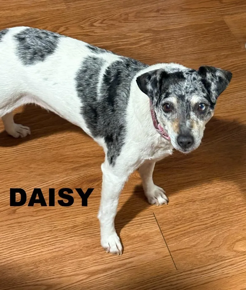 Daisy thumbnail 6