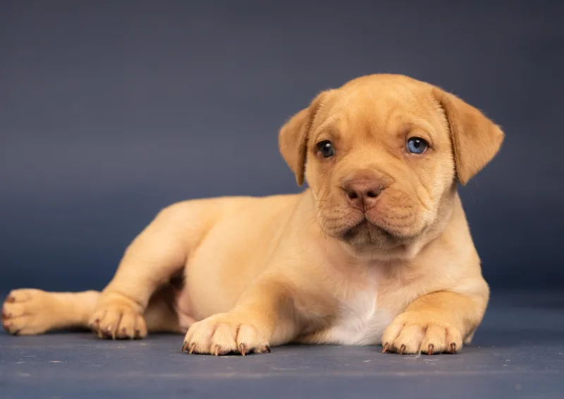 A baby medium-sized male Yellow / Tan / Blond / Fawn Bulldog dog named Kikkoman Soy Sauce for adoption in Grafton, OH