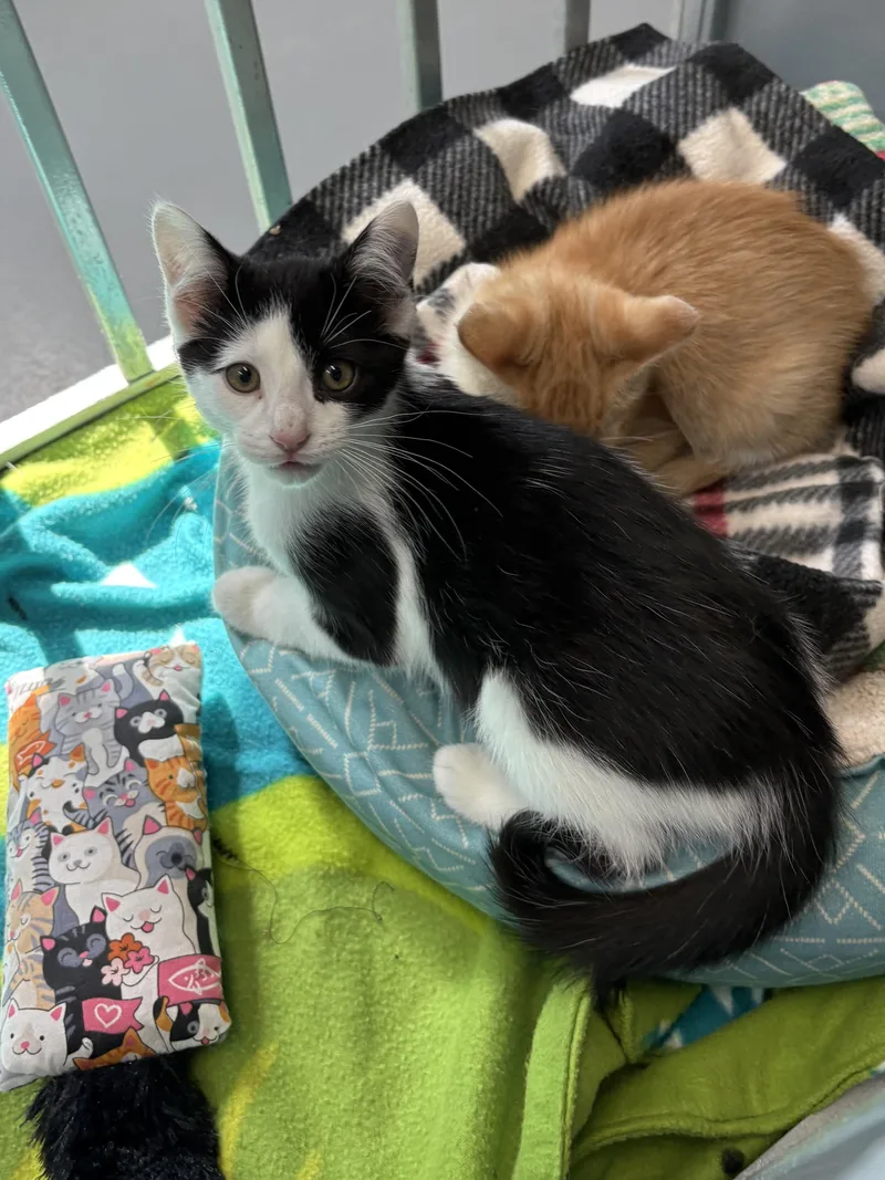 A young medium-sized male American Shorthair cat named Blot for adoption in Big Rapids, MI