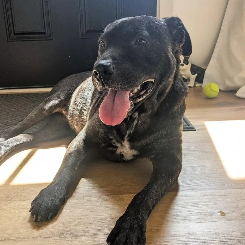 An adult large-sized female Black Labrador Retriever dog named Agave for adoption in Detroit, MI