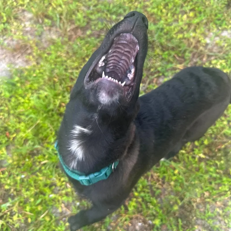 Bruce thumbnail 3