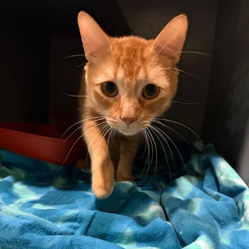 A young large-sized male Orange / Red Domestic Short Hair cat named Mino for adoption in Kyle, TX
