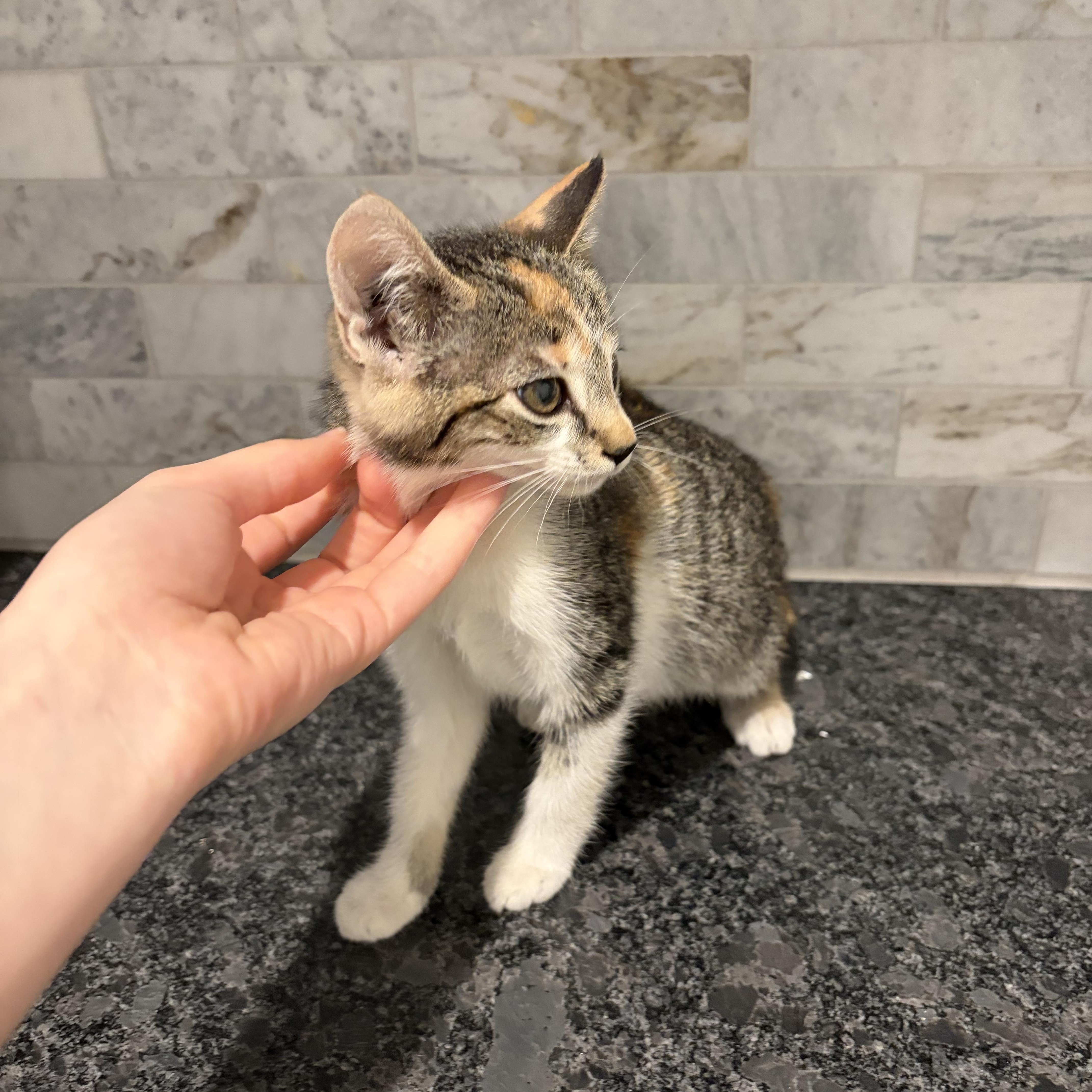 A baby small-sized female Calico cat named Microwave for adoption in Pearland, TX