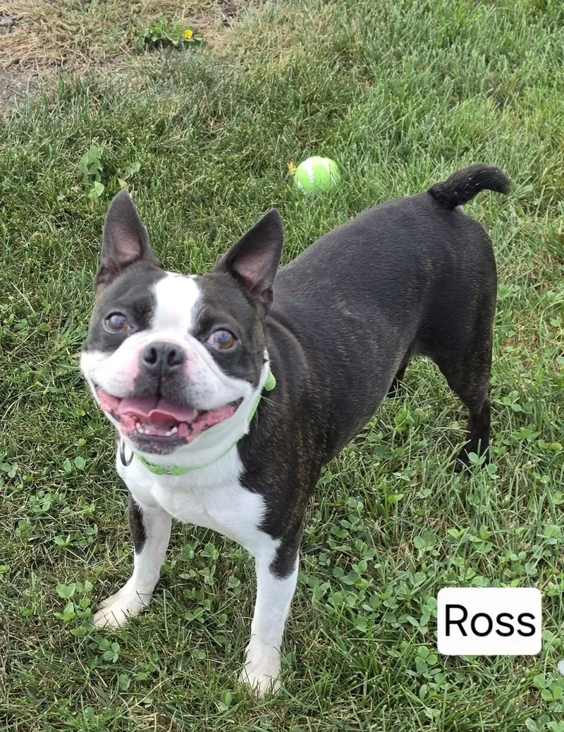 An adult small-sized male Boston Terrier dog named Ross for adoption in Mclean, IL