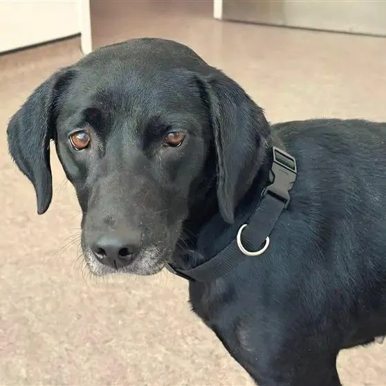 An adult medium-sized female Black Labrador Retriever dog named India for adoption in Saint Louis, MO
