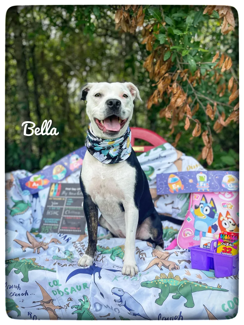 Bella thumbnail 4