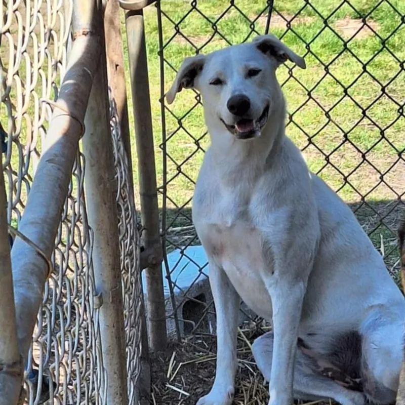 A young medium-sized female White / Cream Labrador Retriever dog named Helen for adoption in Boaz, AL