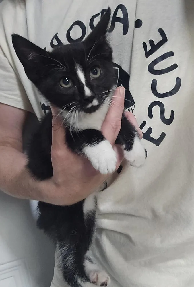 A baby small-sized male Domestic Short Hair cat named Raisin for adoption in Dickson, TN