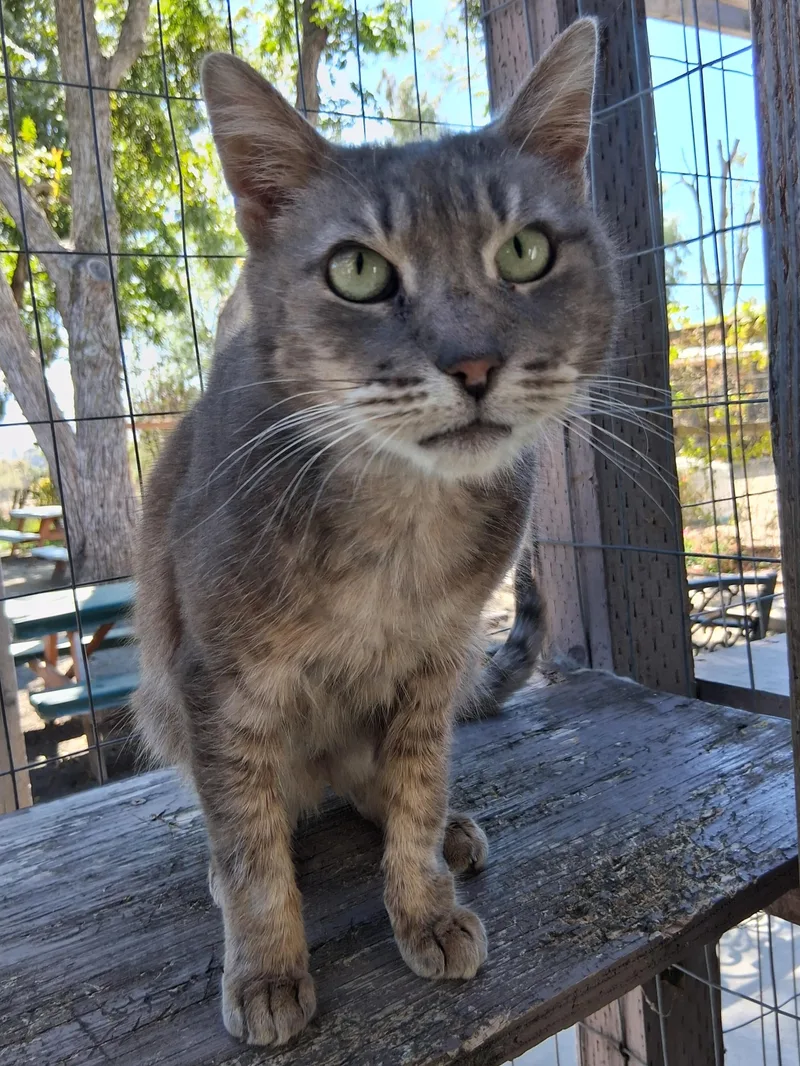 A senior medium-sized female Tabby (Brown / Chocolate) Domestic Short Hair cat named Mila for adoption in Hollister, CA