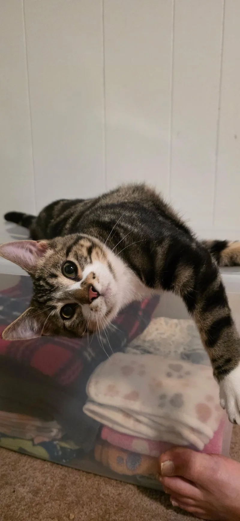 A baby medium-sized male Domestic Short Hair cat named Lewis and Karl for adoption in Pueblo, CO