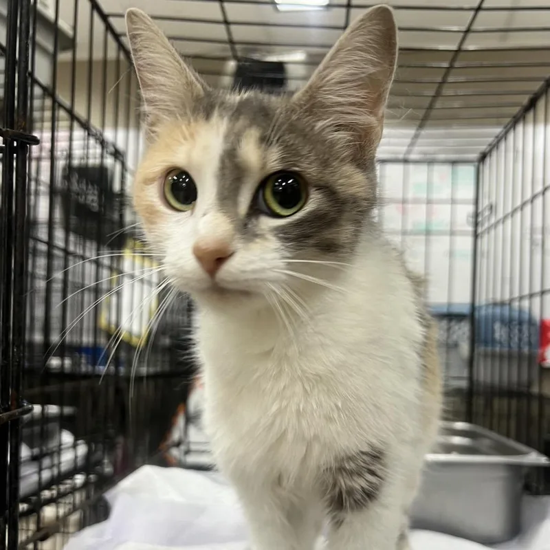 A young medium-sized female Calico Domestic Short Hair cat named Purrella for adoption in Hattiesburg, MS