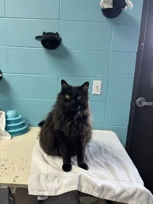 A senior extra large-sized male Black Domestic Long Hair cat named Alfie for adoption in Steamboat Springs, CO