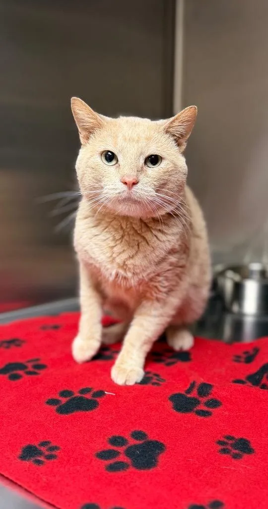 An adult medium-sized male Tabby (Buff / Tan / Fawn) Domestic Short Hair cat named August for adoption in Columbus, NE