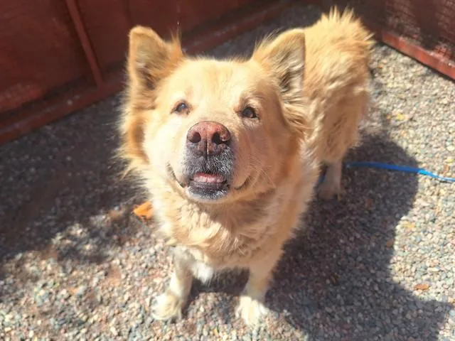 A young large-sized female Chow Chow dog named Funfetti for adoption in Phoenix, AZ