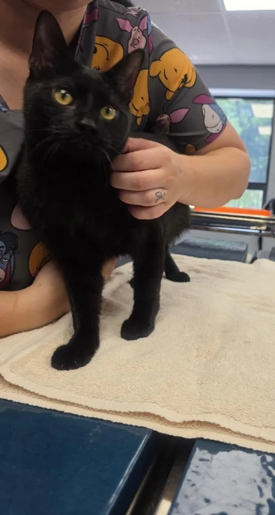 A baby medium-sized male Domestic Short Hair cat named Ash for adoption in Lavonia, GA