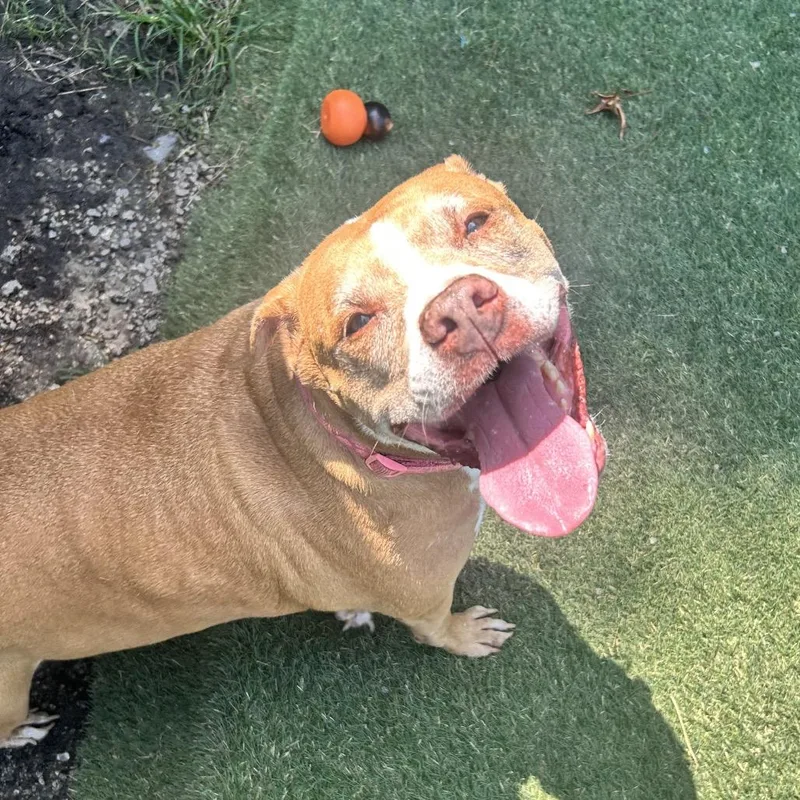 A senior large-sized female Pit Bull Terrier dog named Sophia for adoption in Newport, NC