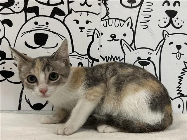 A baby small-sized female Domestic Short Hair cat named A for adoption in San Pedro, CA