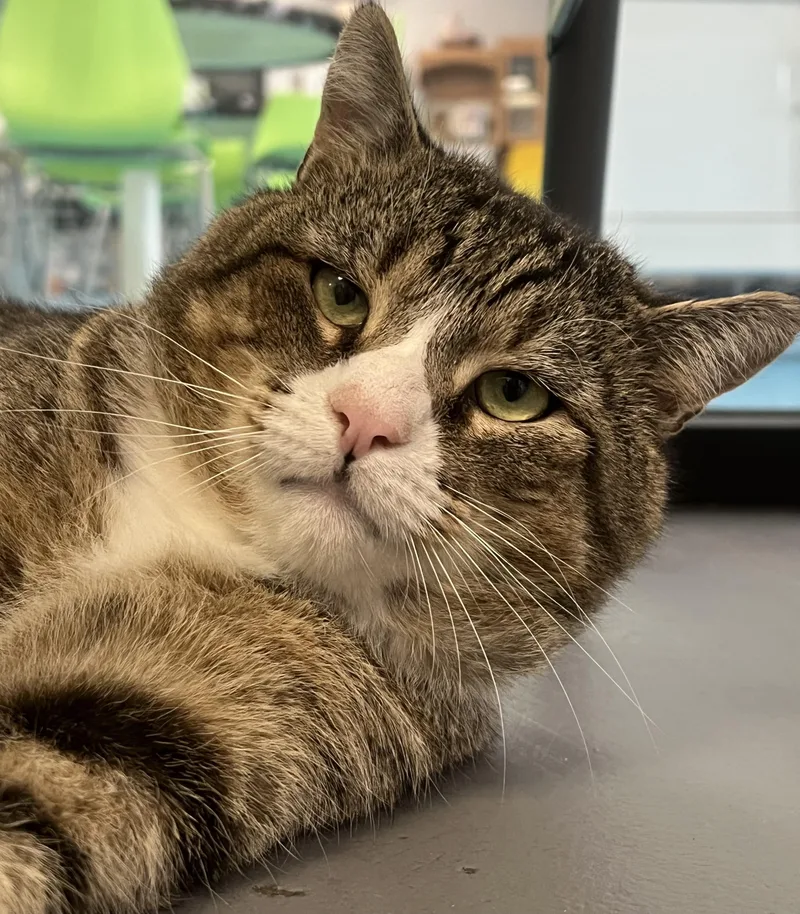 A young large-sized male Tabby (Brown / Chocolate) Domestic Short Hair cat named Charlie for adoption in Johnston, RI