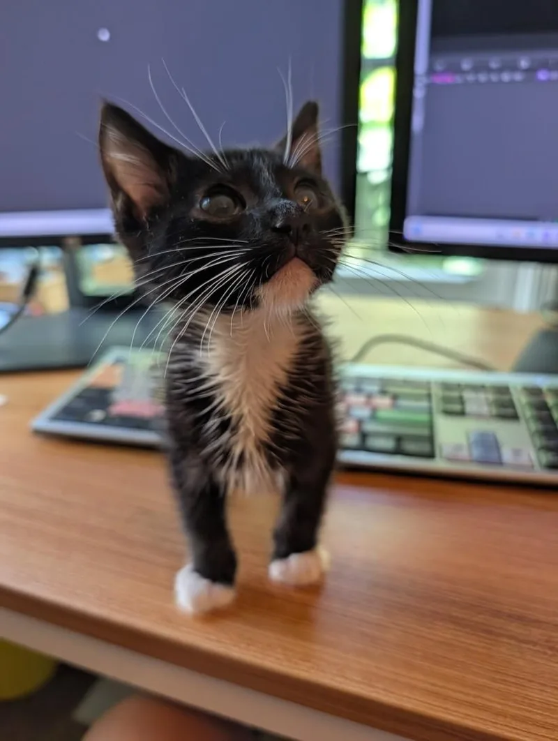 A baby small-sized male Domestic Short Hair cat named Kai for adoption in Burbank, CA