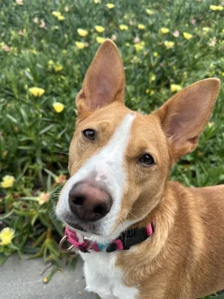 A young small-sized female Basenji dog named Iggy for adoption in Escondido, CA